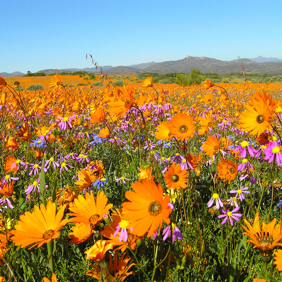Namaqualand: A Blooming Paradise