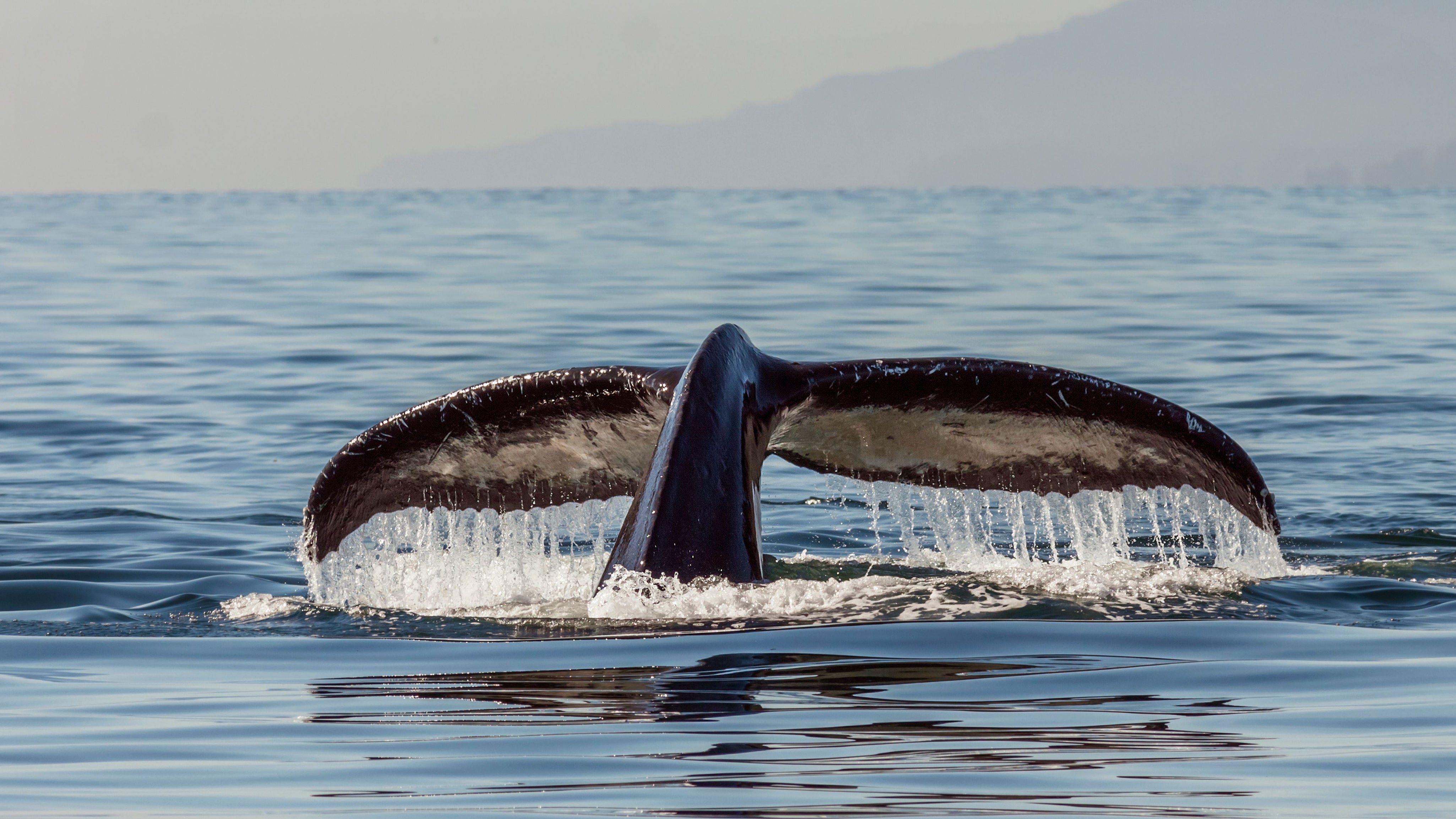 The Ultimate Hermanus Travel Guide: Where to Stay, Eat & Explore