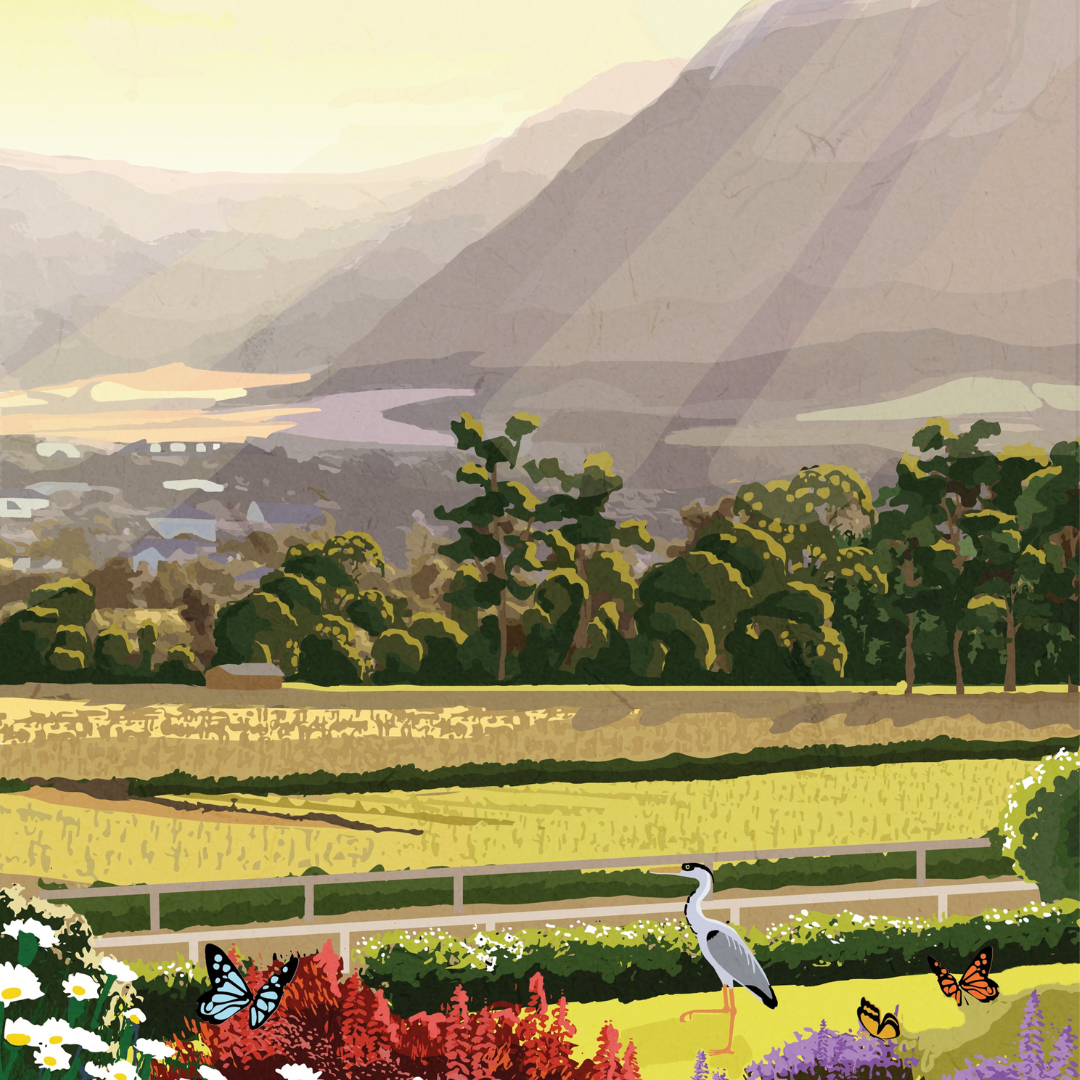 Illustrated Franschhoek travel poster featuring South African vineyards, mountain scenery, and Cape Winelands charm – elegant wall art perfect for home decor, wine lovers, and travel art collectors