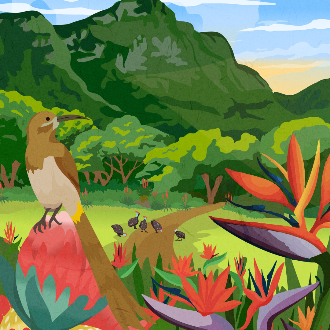 Kirstenbosch art print – illustrated botanical garden poster with mountain views and lush plants, ideal wall art for nature lovers and home decor.