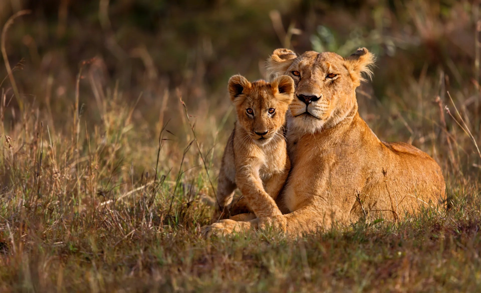 Lion-mother-of-Notches-Rongai-Pride-with-cub-in-Masai-Mara-Kenya-Africa-shutterstock_2383846451-e1659328771666.webp