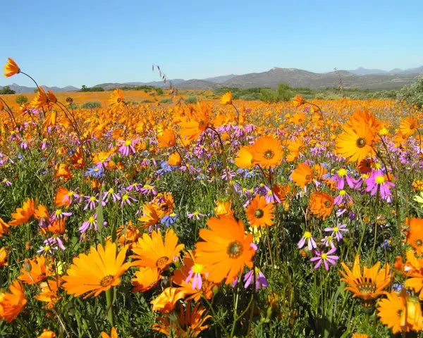 Namaqua-Namaqua-Flowers.webp