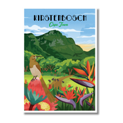 Kirstenbosch